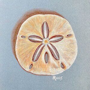 Sand Dollar Original Sea Shell Wall Art Color Pencil Drawing Matted 11x14in